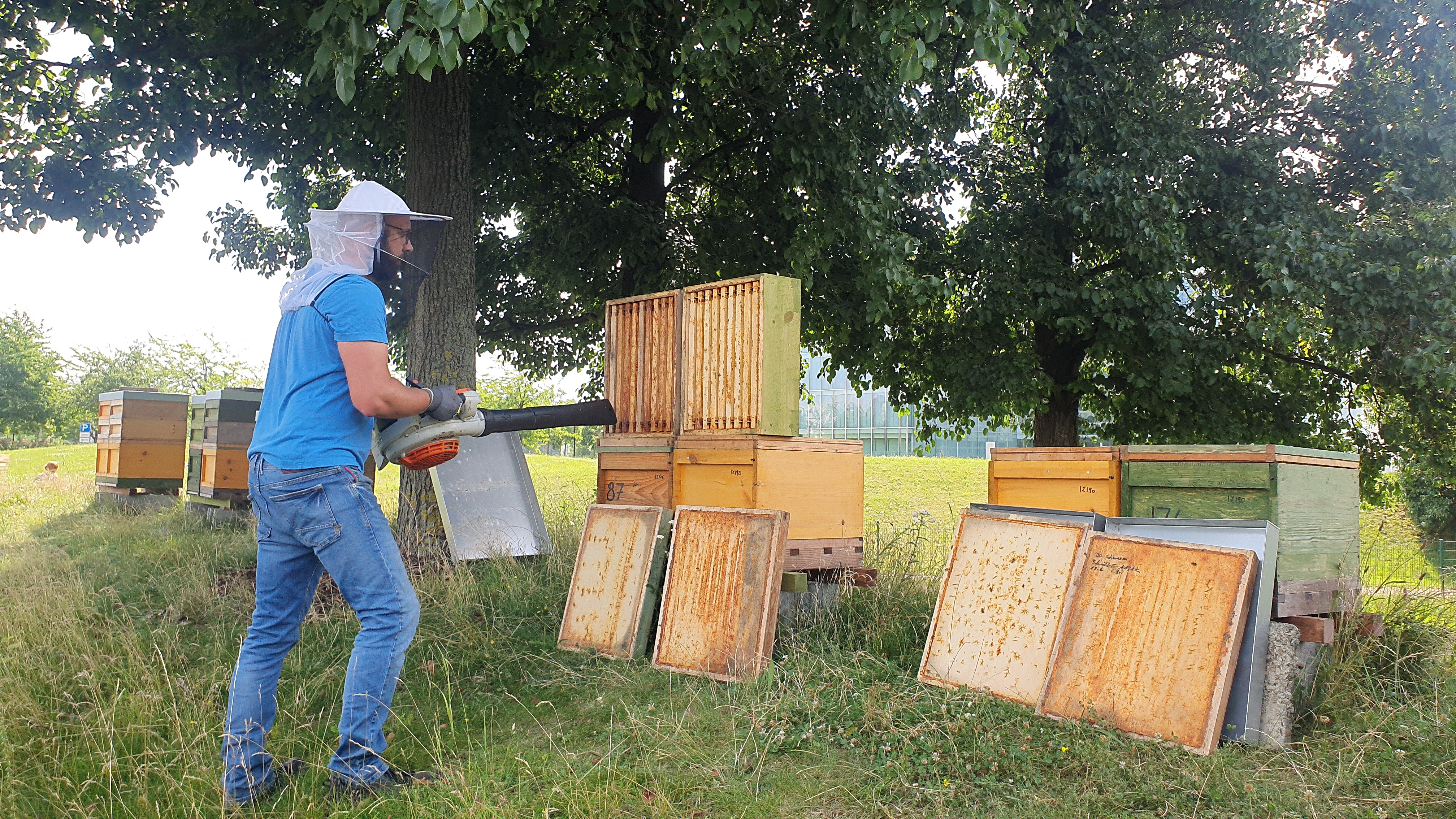 Bienen_10
