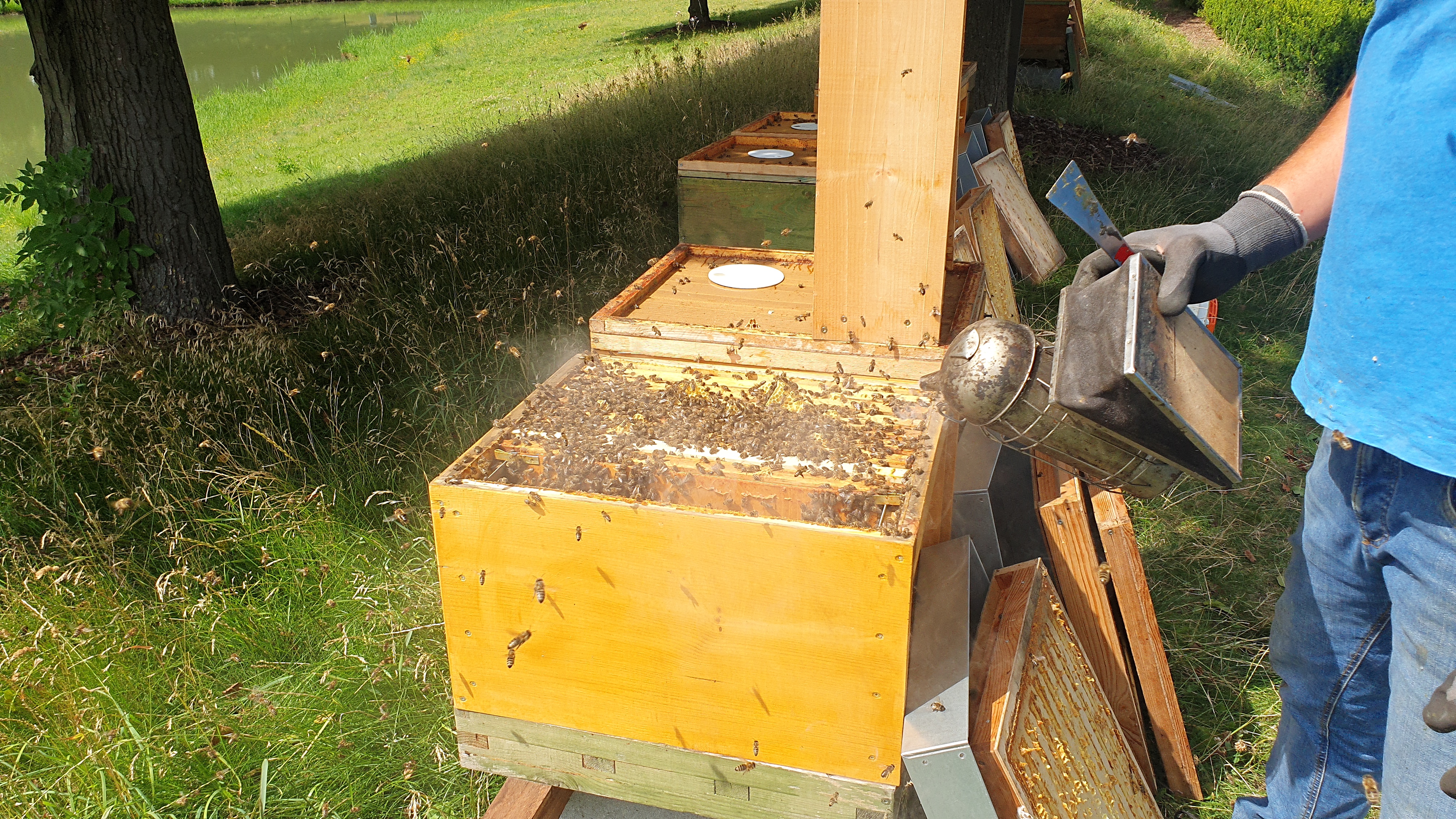 Bienen_12