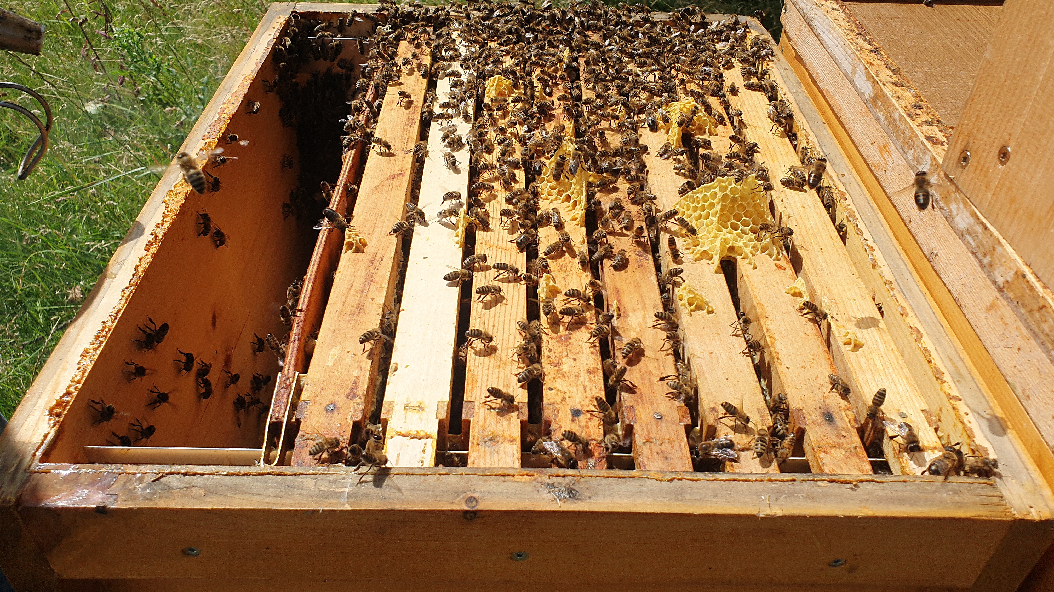 Bienen_13