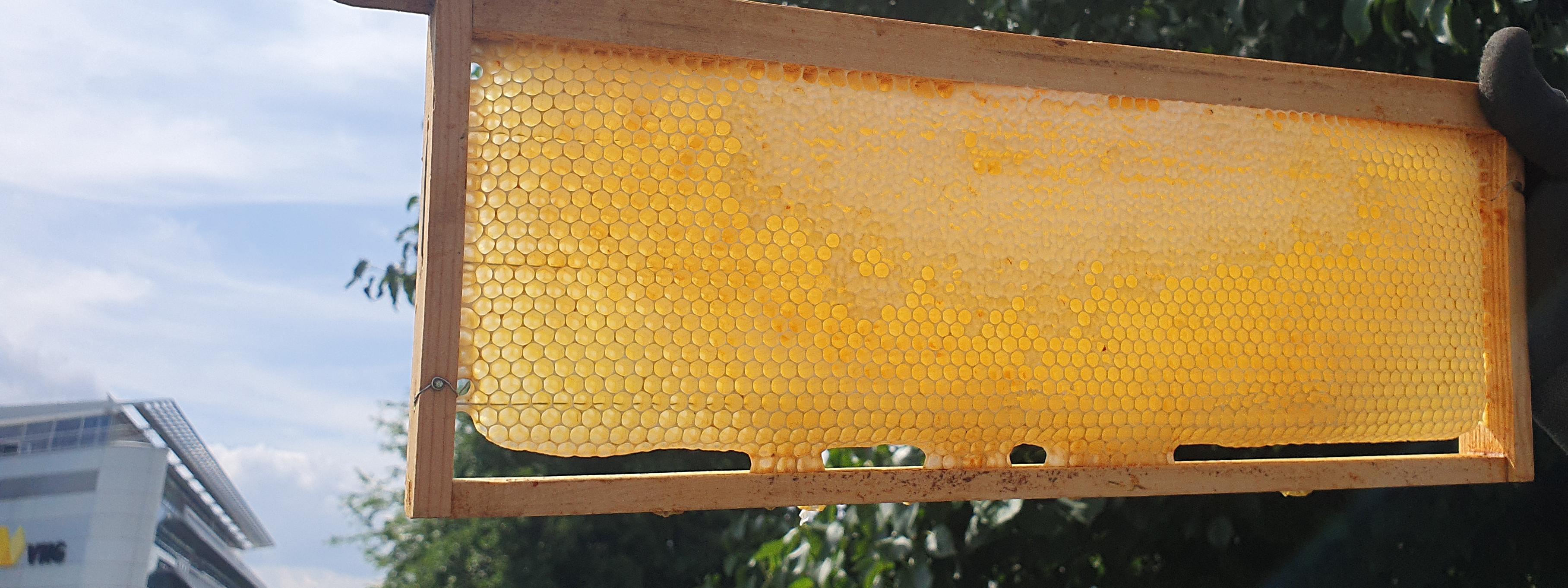 Header_Bienen